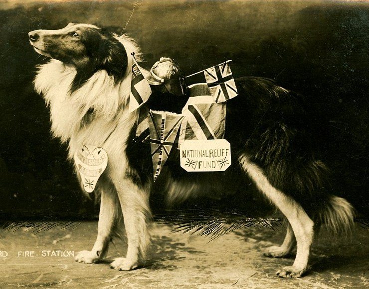 Collie Britain